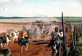 Assentamento "Fazenda Novo Holandês" do MST (Rio Grande do Sul, [sem data]) [fotografia] / Fotógrafo(a) : Bernado Fernandes ; Ernestino. -- Ref.: BR-SPMST_MST-SN-CIN_AMP_000181-001289-ASS.