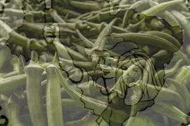 [Título n/d] : lote nº 002, pasta nº 001319, doc. nº 000073 [imagem] / Fotógrafo(a) : [autoria n/d].