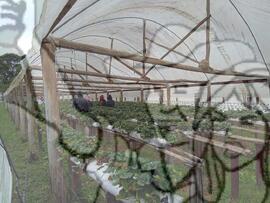 [Título n/d] : lote nº 002, pasta nº 000033, doc. nº 000036 [imagem] / Fotógrafo(a) : [autoria n/d].