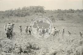 Mutirão Assentamento "CEMAPA" do MST (Rio Grande do Sul, 1982) [fotografia] / Fotógrafo(a) : Arquivo MST. -- Ref.: BR-SPMST_MST-SN-CIN_AMP_000173-001247-ASS.