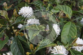 [Título n/d] : lote nº 002, pasta nº 001313, doc. nº 000007 [imagem] / Fotógrafo(a) : [autoria n/d].