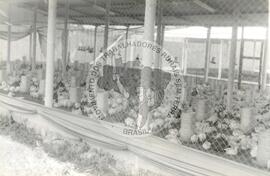 Assentamento "Serrinha" do MST (Pernambuco, set. 1996) [fotografia] / Fotógrafo(a) : Verinha Vilar. -- Ref.: BR-SPMST_MST-SN-CIN_AMP_000336-001614-ASS.