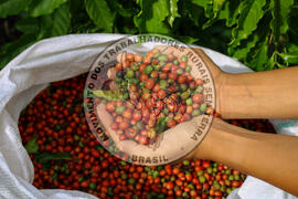 [Título n/d] : lote nº 002, pasta nº 001315, doc. nº 000023 [imagem] / Fotógrafo(a) : [autoria n/d].