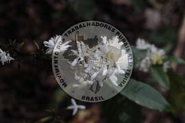 [Título n/d] : lote nº 002, pasta nº 001313, doc. nº 000061 [imagem] / Fotógrafo(a) : [autoria n/d].