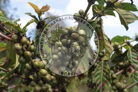 [Título n/d] : lote nº 002, pasta nº 001313, doc. nº 000028 [imagem] / Fotógrafo(a) : [autoria n/d].