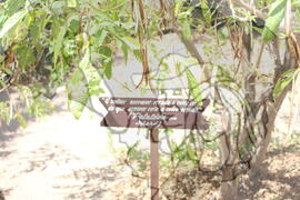 [Título n/d] : lote nº 002, pasta nº 001312, doc. nº 000274 [imagem] / Fotógrafo(a) : [autoria n/d].