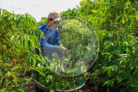 [Título n/d] : lote nº 002, pasta nº 001315, doc. nº 000044 [imagem] / Fotógrafo(a) : [autoria n/d].