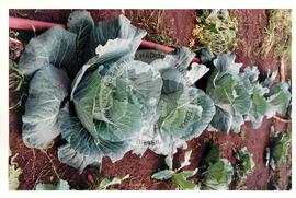 Produção no assentamento (Miscêlenia-SP, [sem data]) [fotografia] / Fotógrafo(a) : Douglas Mansur. -- Ref.: BR-SPMST_MST-SN-CIN_AMP_001972-015121-PDU.