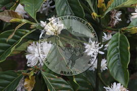 [Título n/d] : lote nº 002, pasta nº 001313, doc. nº 000013 [imagem] / Fotógrafo(a) : [autoria n/d].