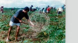 Estudantes estagiários no Assentamento "Canudos" do MST (Cruz do Espiríto Santo-PB, [sem data]) [fotografia] / Fotógrafo(a) : Arquivo MST. -- Ref.: BR-SPMST_MST-SN-CIN_AMP_000877-006165-EDU.