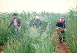 Assentamento do MST [sem identificação] (Pontal de Parapanema-SP, [sem data]) [fotografia] / Fotógrafo(a) : Arquivo MST. -- Ref.: BR-SPMST_MST-SN-CIN_AMP_000355-001703-ASS.