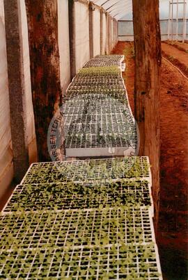 4 anos de COPAJOTA (Promissão-SP, 11 mai. 1996) [fotografia] / Fotógrafo(a) : Mário de Freitas. -- Ref.: BR-SPMST_MST-SN-CIN_AMP_000754-004944-CSS.