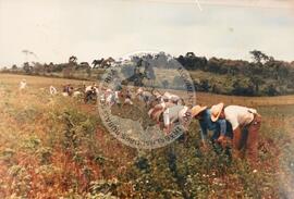Produção em assentamento (Santa Catarina, dez. 1996) [fotografia] / Fotógrafo(a) : Dirceu P. Vieira. -- Ref.: BR-SPMST_MST-SN-CIN_AMP_001973-015140-PDU.