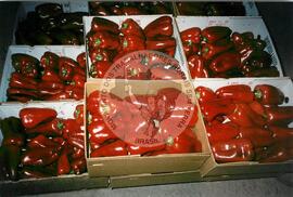 Viagem de Luiz Roberto para Espanha (Ilhas Canárias (Espanha), 31 jan. 2001) [fotografia] / Fotógrafo(a) : Arquivo MST. -- Ref.: BR-SPMST_MST-SN-CIN_AMP_001119-009222-RIT.