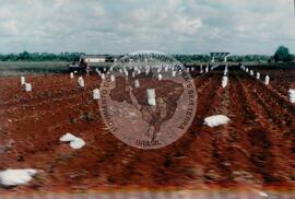 Delegação do MST em Cuba - 40º Aniversário da ANAP (Cuba, 15 mai. 1999) [fotografia] / Fotógrafo(a) : Nilton Viana. -- Ref.: BR-SPMST_MST-SN-CIN_AMP_001042-008318-RIT.