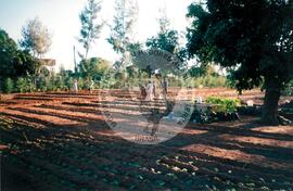 Visita à África - Maguilla (Africa, [sem data]) [fotografia] / Fotógrafo(a) : Arquivo MST. -- Ref.: BR-SPMST_MST-SN-CIN_AMP_001100-009043-RIT.