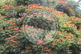 [Título n/d] : lote nº 002, pasta nº 000014, doc. nº 000267 [imagem] / Fotógrafo(a) : [autoria n/d].