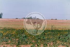 Acampamento "Dandara" do MST (Nova Olímpia-SP, [sem data]) [fotografia] / Fotógrafo(a) : Douglas Mansur. -- Ref.: BR-SPMST_MST-SN-CIN_AMP_000050-000440-ACP.