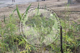 [Título n/d] : lote nº 002, pasta nº 000006, doc. nº 000030 [imagem] / Fotógrafo(a) : [autoria n/d].