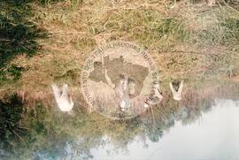 
**Produção e criação de gado (Lindoeste-PR
Pitanga-PR, 07 out. 1992) [fotografia]** / Fotógrafo(a) : Arquivo MST. -- Ref.: BR-SPMST_MST-SN-CIN_AMP_001982-015192-PDU.
