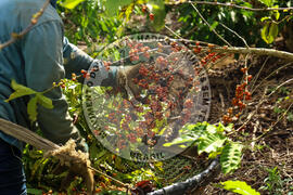 [Título n/d] : lote nº 002, pasta nº 001315, doc. nº 000032 [imagem] / Fotógrafo(a) : [autoria n/d].