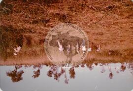 
**Produção e criação de gado (Lindoeste-PR
Pitanga-PR, 07 out. 1992) [fotografia]** / Fotógrafo(a) : Arquivo MST. -- Ref.: BR-SPMST_MST-SN-CIN_AMP_001982-015191-PDU.
