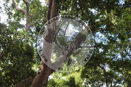 [Título n/d] : lote nº 002, pasta nº 000015, doc. nº 000298 [imagem] / Fotógrafo(a) : [autoria n/d].