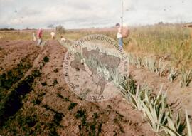 Curso de Formação na Produção dos Assentamentos, 1o (Prado-BA, 07 abr. 1991) [fotografia] / Fotógrafo(a) : [sem autoria]. -- Ref.: BR-SPMST_MST-SN-CIN_AMP_000818-005412-CUR.