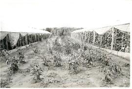 Produção Assentamento S. Miguel (Paraná, [sem data]) [fotografia] / Fotógrafo(a) : Arquivo MST. -- Ref.: BR-SPMST_MST-SN-CIN_AMP_001994-015228-PDU.