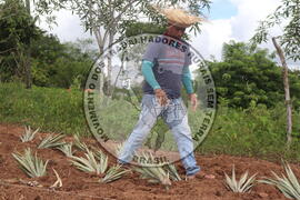 [Título n/d] : lote nº 002, pasta nº 000014, doc. nº 000197 [imagem] / Fotógrafo(a) : [autoria n/d].