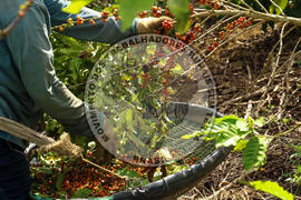 [Título n/d] : lote nº 002, pasta nº 001315, doc. nº 000033 [imagem] / Fotógrafo(a) : [autoria n/d].