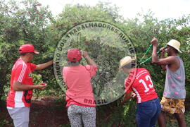 [Título n/d] : lote nº 002, pasta nº 000014, doc. nº 000247 [imagem] / Fotógrafo(a) : [autoria n/d].