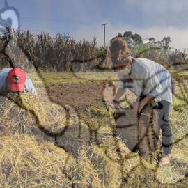 [Título n/d] : lote nº 002, pasta nº 001351, doc. nº 000221 [imagem] / Fotógrafo(a) : [autoria n/d].