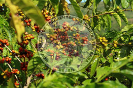 [Título n/d] : lote nº 002, pasta nº 001315, doc. nº 000040 [imagem] / Fotógrafo(a) : [autoria n/d].