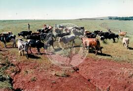 Assentamento "Fazenda Annoni" do MST (Júlio de Castilho-RS, Sarandi-RS, 1987 a 1993) [fotografia] / Fotógrafo(a) : Antonio C. Argemi ; Arquivo MST. -- Ref.: BR-SPMST_MST-SN-CIN_AMP_000175-001256-ASS.