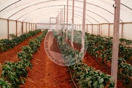 4 anos de COPAJOTA (Promissão-SP, 11 mai. 1996) [fotografia] / Fotógrafo(a) : Mário de Freitas. -- Ref.: BR-SPMST_MST-SN-CIN_AMP_000754-004934-CSS.