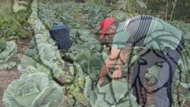 [Título n/d] : lote nº 002, pasta nº 001319, doc. nº 000162 [imagem] / Fotógrafo(a) : [autoria n/d].