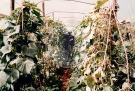 Assentamento "Fazenda Santa Clara" do MST (Teodoro Sampaio-SP, [sem data]) [fotografia] / Fotógrafo(a) : Douglas Mansur. -- Ref.: BR-SPMST_MST-SN-CIN_AMP_000351-001684-ASS.