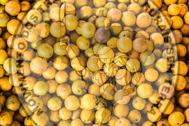 [Título n/d] : lote nº 002, pasta nº 000081, doc. nº 000014 [imagem] / Fotógrafo(a) : [autoria n/d].