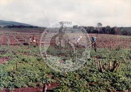 Lavoura de feijão e café (Espírito Santo, [sem data]) [fotografia] / Fotógrafo(a) : Pipnuck. -- Ref.: BR-SPMST_MST-SN-CIN_AMP_001987-015209-PDU.