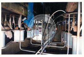 Produção no assentamento (Miscêlenia-SP, [sem data]) [fotografia] / Fotógrafo(a) : Douglas Mansur. -- Ref.: BR-SPMST_MST-SN-CIN_AMP_001972-015137-PDU.