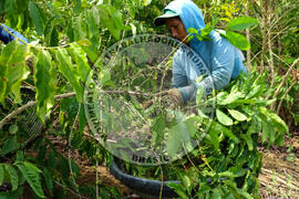 [Título n/d] : lote nº 002, pasta nº 001315, doc. nº 000035 [imagem] / Fotógrafo(a) : [autoria n/d].