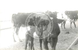 Assentamento "Serrinha" do MST (Pernambuco, set. 1996) [fotografia] / Fotógrafo(a) : Verinha Vilar. -- Ref.: BR-SPMST_MST-SN-CIN_AMP_000336-001611-ASS.