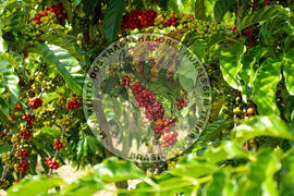 [Título n/d] : lote nº 002, pasta nº 001315, doc. nº 000019 [imagem] / Fotógrafo(a) : [autoria n/d].