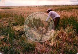 Assentamento do MST [sem identificação] (Sumaré-SP, 1986) [fotografia] / Fotógrafo(a) : Arquivo MST. -- Ref.: BR-SPMST_MST-SN-CIN_AMP_000345-001643-ASS.