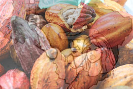 [Título n/d] : lote nº 002, pasta nº 001319, doc. nº 000096 [imagem] / Fotógrafo(a) : [autoria n/d].