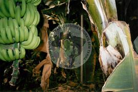 Viagem de Luiz Roberto para Espanha (Ilhas Canárias (Espanha), 31 jan. 2001) [fotografia] / Fotógrafo(a) : Arquivo MST. -- Ref.: BR-SPMST_MST-SN-CIN_AMP_001119-009230-RIT.