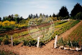 Plantações (Honduras, [sem data]) [fotografia] / Fotógrafo(a) : Arquivo MST. -- Ref.: BR-SPMST_MST-SN-CIN_AMP_001111-009177-RIT.