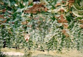 Hortas do acampamento Cajunorte (Piauí, 13 out. 1997) [fotografia] / Fotógrafo(a) : Fatima Silva. -- Ref.: BR-SPMST_MST-SN-CIN_AMP_002001-015242-PDU.