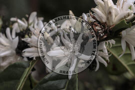 [Título n/d] : lote nº 002, pasta nº 001314, doc. nº 000025 [imagem] / Fotógrafo(a) : [autoria n/d].